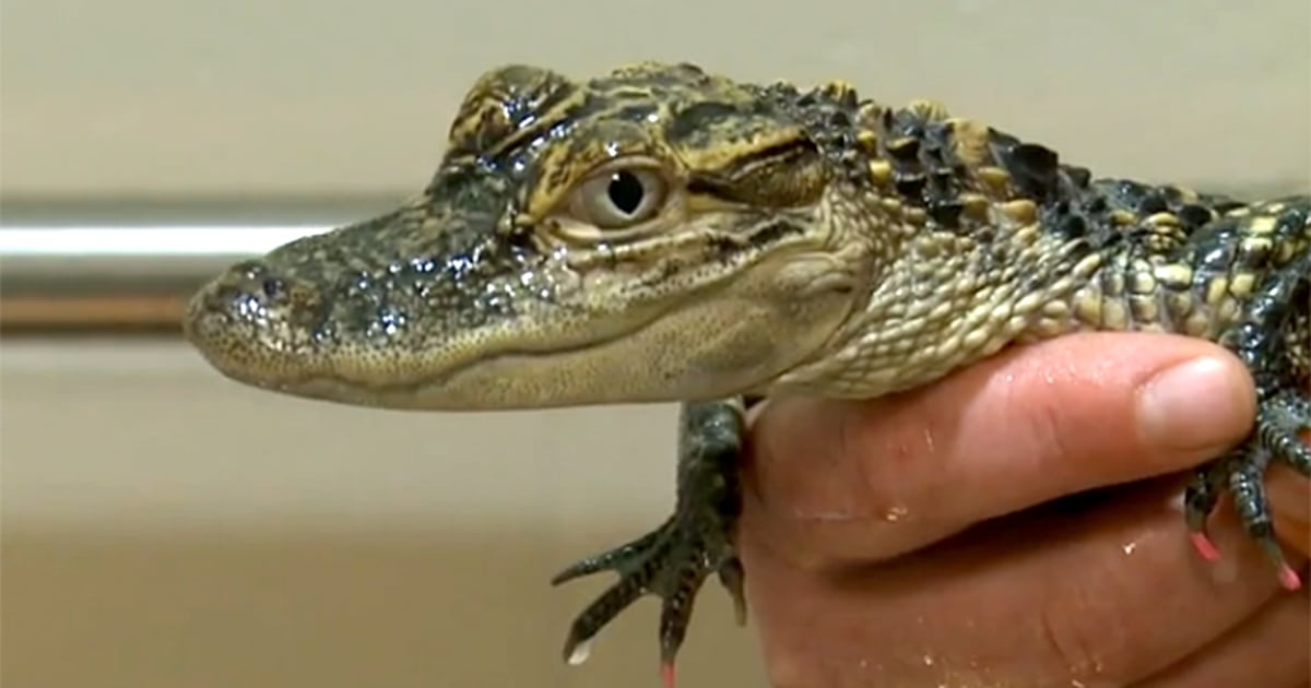 AlligatorSelling Iowa Teen Busted